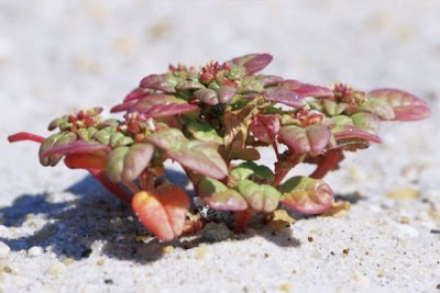 Coast amaranth Coast amaranth