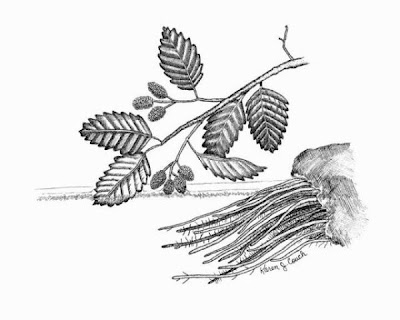 Sadleria sp.