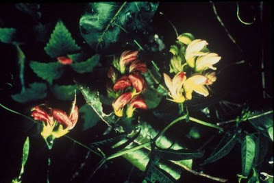 Hawai'i vetch