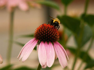Echinacea purpurea,
eastern purple coneflower,
eastern purple-coneflower,
purple coneflower,
purple-coneflower