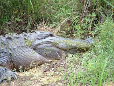 Florida alligator