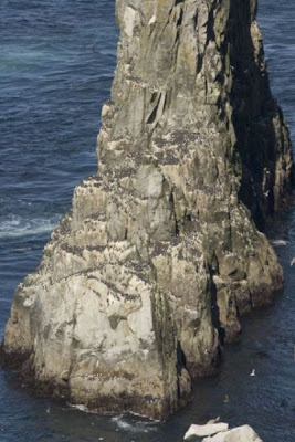 Uria aalge - Uria lomvia