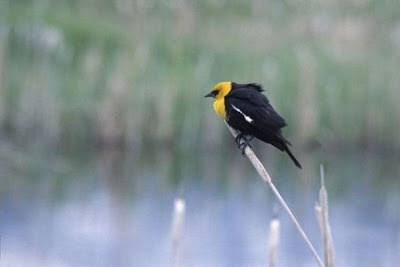 Xanthocephalus xanthocephalus,
Brillenst&auml;rling,
carouge &agrave; t&ecirc;te jaune,
carouge &Oacute; t&Ucirc;te jaune,
Ittero testagialla,
Turpial de Cabeza Amarilla,
Yellow-headed Blackbird