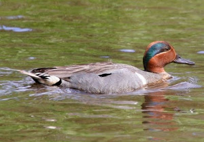 Eurasian Teal