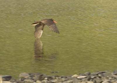 Haematopus bachmani,
Black Oystercatcher,
Ostrero negro