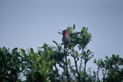 Calypte anna,
Anna's Hummingbird,
Colibr&iacute; cabeza roja