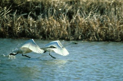 Cisne de tundra Cisne de tundra
