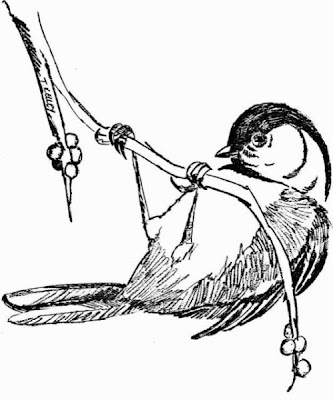 Black-capped Chickadee