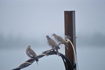 Zenaida aurita,
Paloma aurita,
Zenaida Dove