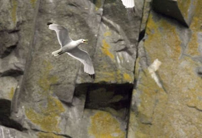 Black-legged Kittiwake Black-legged Kittiwake