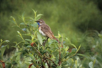 Blaukehlchen Blaukehlchen