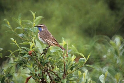 Blaukehlchen Blaukehlchen