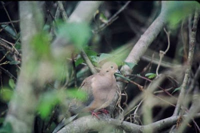 Zenaida Dove