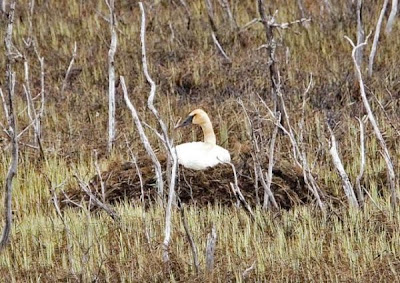 Cisne trompetero Cisne trompetero