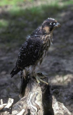 Falco peregrinus,
Falco pellegrino,
Falc&atilde;o-peregrino,
Faucon p&egrave;lerin,
faucon p&eacute;lerin,
faucon p&Uacute;lerin,
Halc�n peregrino,
Halc&oacute;n peregrino,
Peregrine Falcon,
Wanderfalke