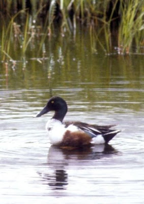 Canard souchet Canard souchet