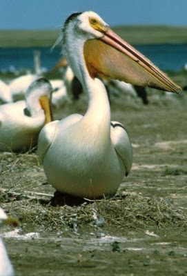 American White Pelican American White Pelican
