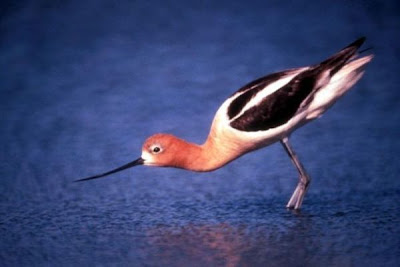 Avocette d'Am�rique