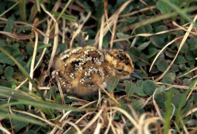 Calidris ptilocnemis,
Rock Sandpiper Calidris ptilocnemis,
Rock Sandpiper