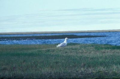 Gabbiano glauco del Pacifico