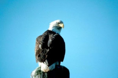 Bald Eagle Bald Eagle