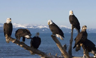 Bald Eagle Bald Eagle