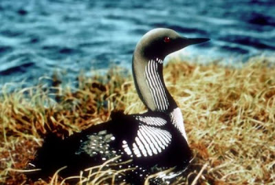 Arctic Loon Arctic Loon
