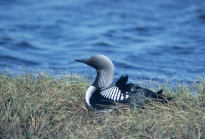 Arctic Loon Arctic Loon
