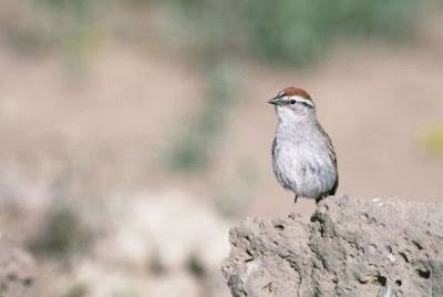 Chipping Sparrow