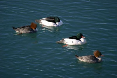 Common Merganser Common Merganser