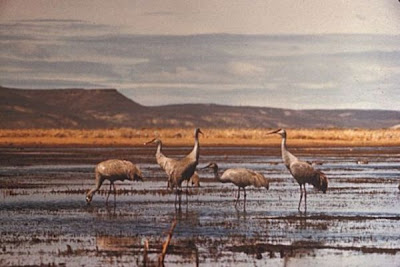 Grus canadensis,
Grou do Canad&aacute;,
Gru canadese,
grue du Canada,
Grulla Canadiense,
Grulla gris,
Kanadakranich,
Sandhill Crane
