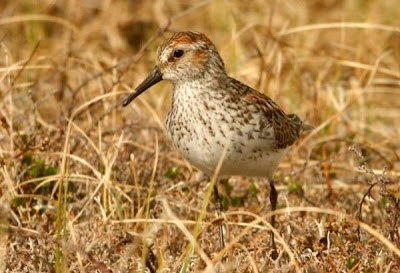 Calidris mauri,
Bergstrandl&auml;ufer,
b&eacute;casseau d'Alaska,
Correlimos de Alaska,
Pilrito de Maur,
Piro-piro occidentale,
Playero occidental,
Western Sandpiper