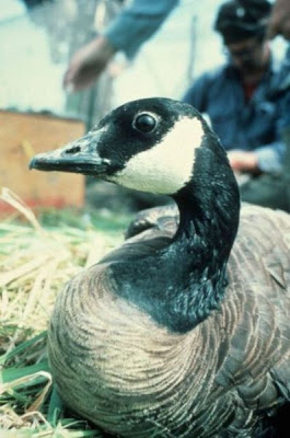 Branta canadensis occidentalis