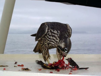 Falco peregrinus,
Falco pellegrino,
Falc&atilde;o-peregrino,
Faucon p&egrave;lerin,
faucon p&eacute;lerin,
faucon p&Uacute;lerin,
Halc�n peregrino,
Halc&oacute;n peregrino,
Peregrine Falcon,
Wanderfalke