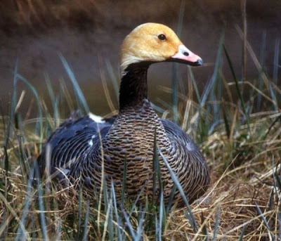 Ansar Emperador