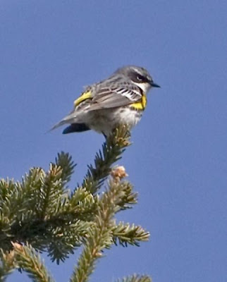 Dendroica groppone giallo