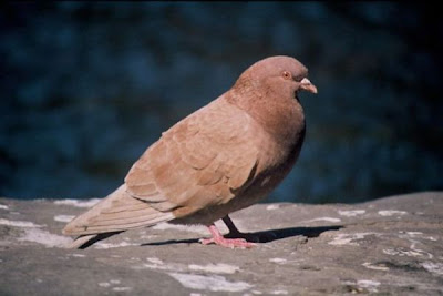 Common Pigeon Common Pigeon