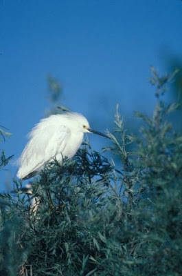 Aigrette neigeuse Aigrette neigeuse