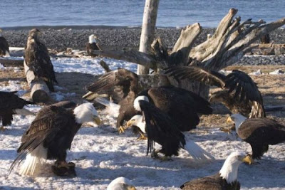Bald Eagle Bald Eagle