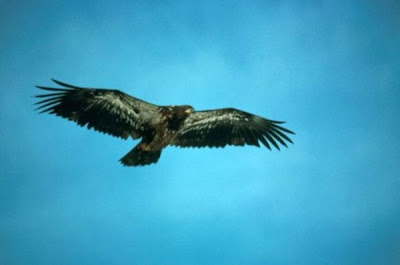 Bald Eagle Bald Eagle