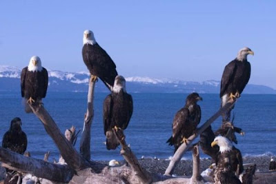 Bald Eagle Bald Eagle