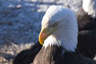 Bald Eagle Bald Eagle
