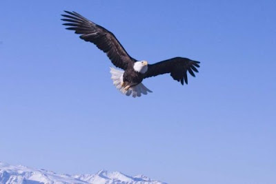 Bald Eagle Bald Eagle