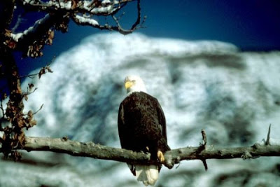 Bald Eagle Bald Eagle