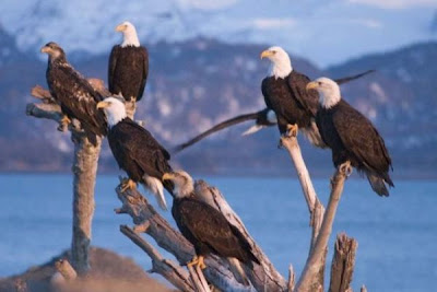 Bald Eagle Bald Eagle