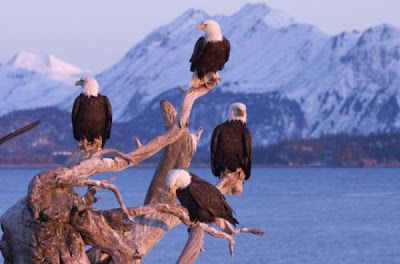 Bald Eagle Bald Eagle
