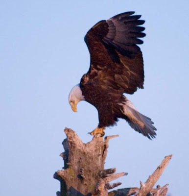 Bald Eagle Bald Eagle