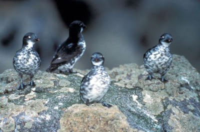 Aethia pusilla,
Least Auklet Aethia pusilla,
Least Auklet