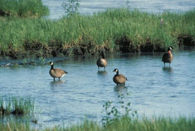 Branta canadensis occidentalis