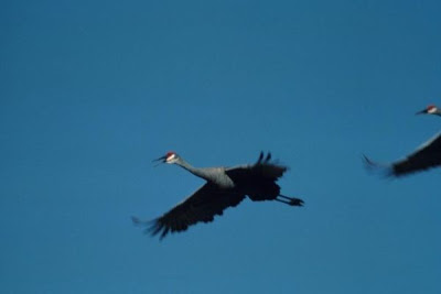 Grus canadensis,
Grou do Canad&aacute;,
Gru canadese,
grue du Canada,
Grulla Canadiense,
Grulla gris,
Kanadakranich,
Sandhill Crane
